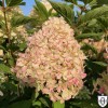 Hydrangea paniculata 'Cotton Cream' - Aedhortensia 'Cotton Cream' C5/5L